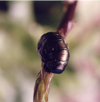 Larve di coleotteri